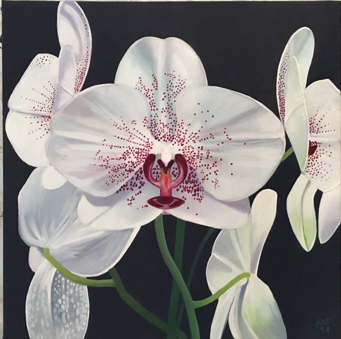 White Orchids  –  42cm x 42cm © Alan Power